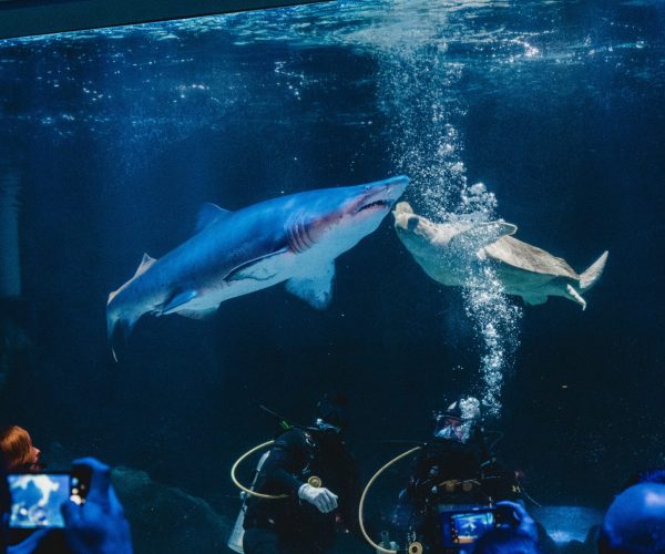 Shark Cage Diving